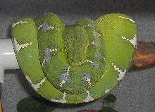 emerald tree boa