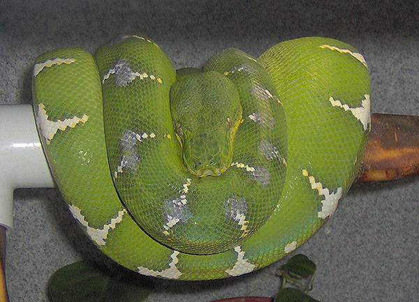 emerald tree boa