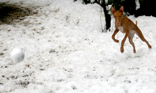 snowball