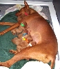 6 pups