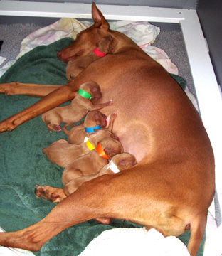 6 pups