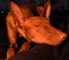 luna sleeping