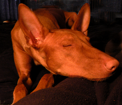 luna sleeping