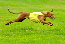 luna flying