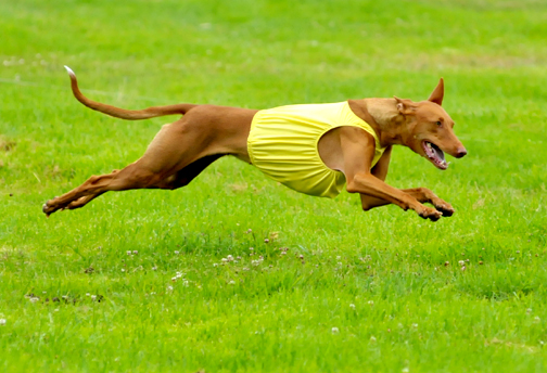 luna flying