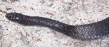 Eastern Indigo 2