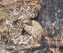 Eastern Diamondback