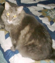 albert 2