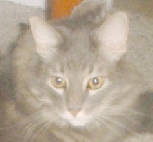 albert 9