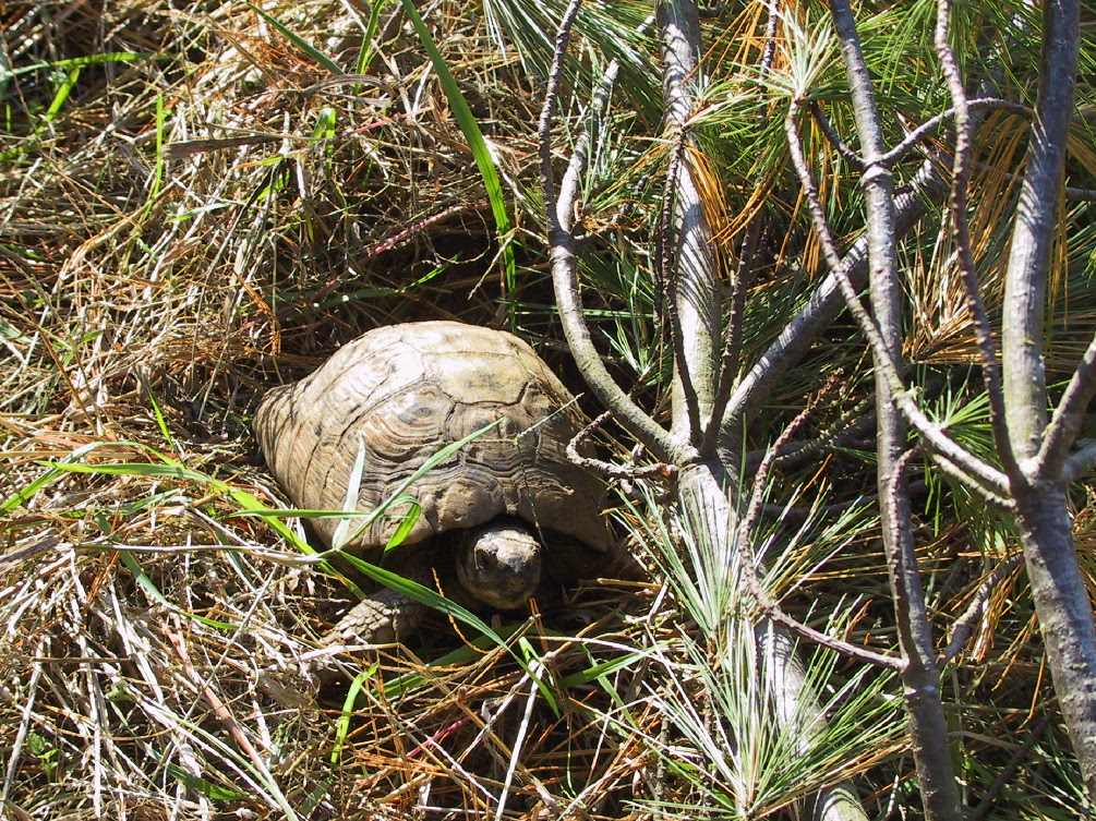 Greek Ibera Tortoise