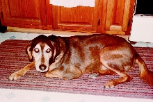 Maxwell