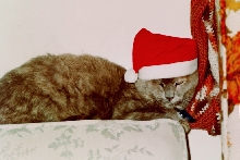 20 Year old Wendy Cat