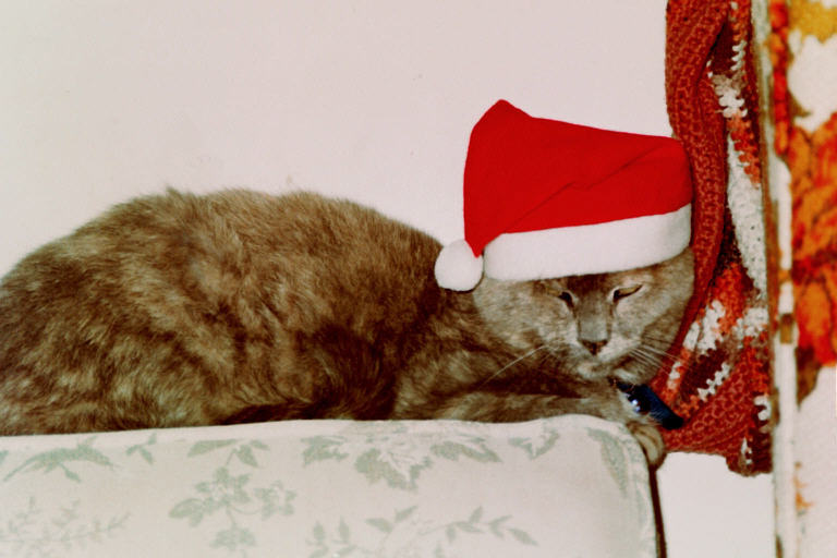 20 Year old Wendy Cat