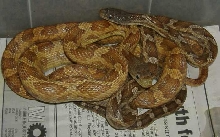 het leucistic texas ratsnakes