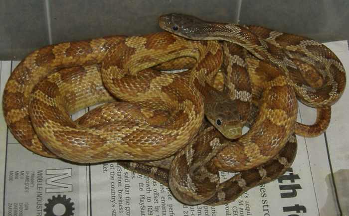 het leucistic texas ratsnakes