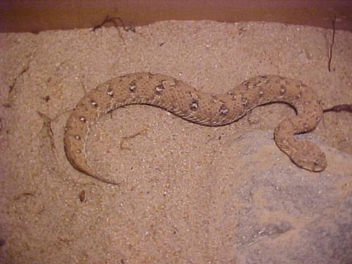 my bitis schneideri