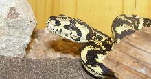 help with ID plese