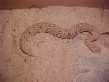 bitis schneideri2