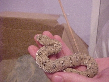 gravid schneideri
