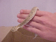 gravid schneideri2