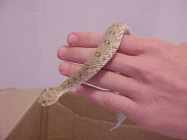 gravid schneideri2