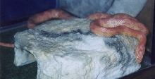my amelanistic cornsnake