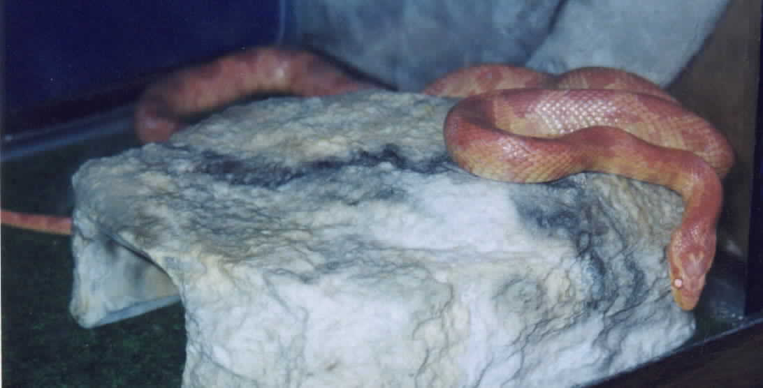 my amelanistic cornsnake