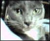 Kitty