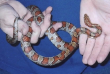 miami phase corn snake