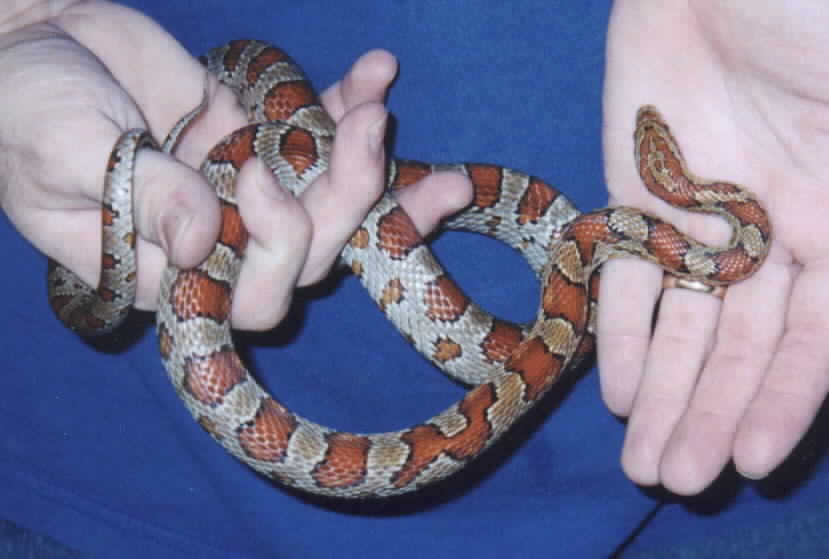 miami phase corn snake