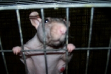 Noodle and his booboo previous to his surgery. Isn't he adorable?