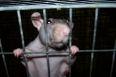 Noodle and his booboo previous to his surgery. Isn't he adorable?
