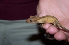 Jacques (brindle)