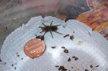 Fandango (B. sabulosum) with a penny