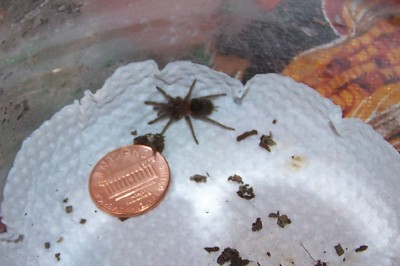 Fandango (B. sabulosum) with a penny