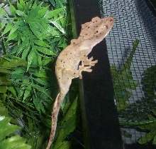 Rosca