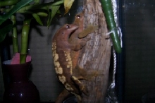 Tyco Breeding Ginger