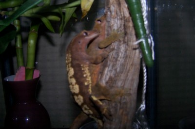 Tyco Breeding Ginger