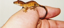 Brindle Crested