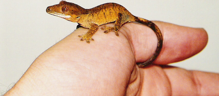 Brindle Crested