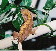 Female Red Fire