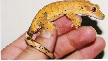 Red Orange Male