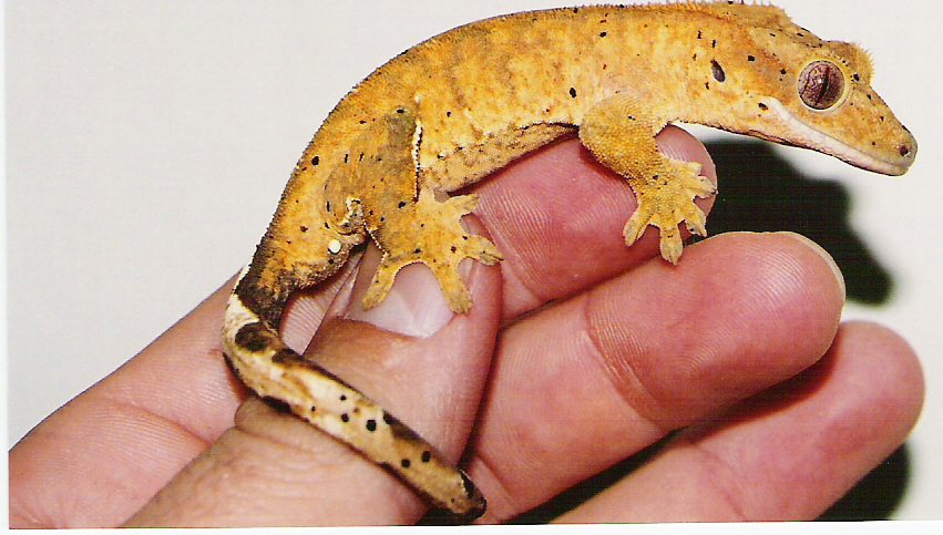 Red Orange Male
