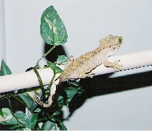 Yellow Tan Female