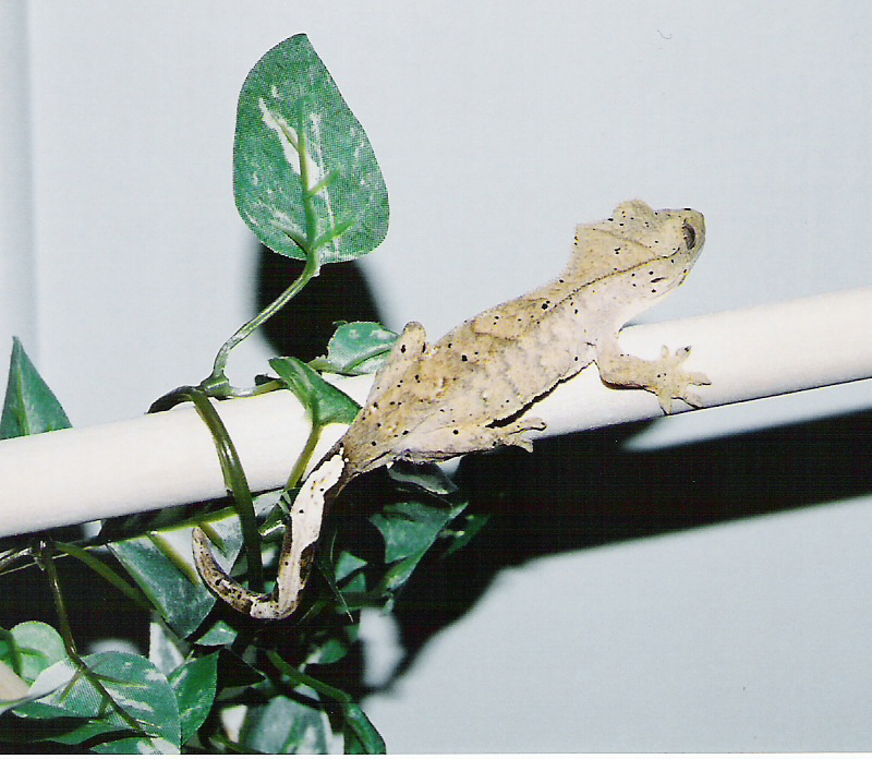 Yellow Tan Female