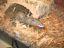 Close-Up Black Rough-Neck