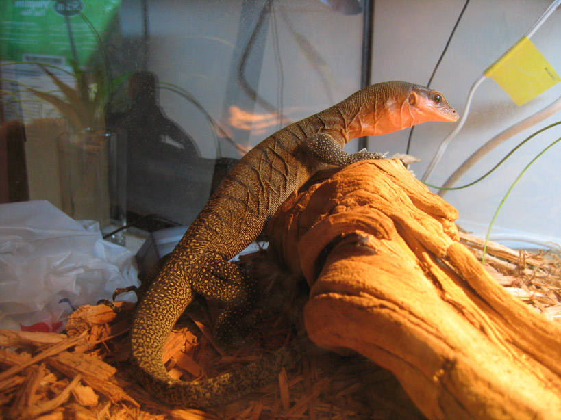 Sitting on a log