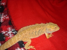 kakadu male