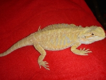 clear nail hypo pastel female