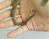 Discoloration in tail2